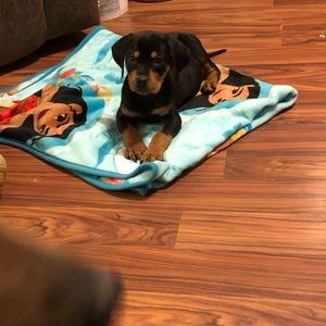 Meet your Posher, Sylvia